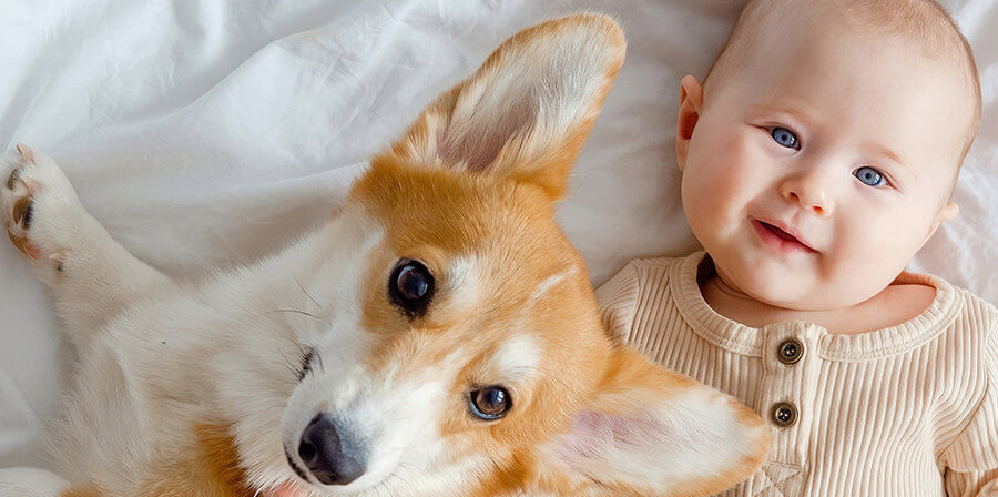 How to Introduce Your Baby to Your Pet WFMC Health 1