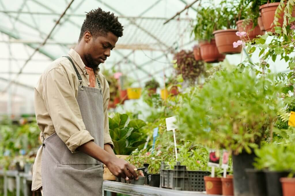 Nursery worker trimming plants in greenhouse